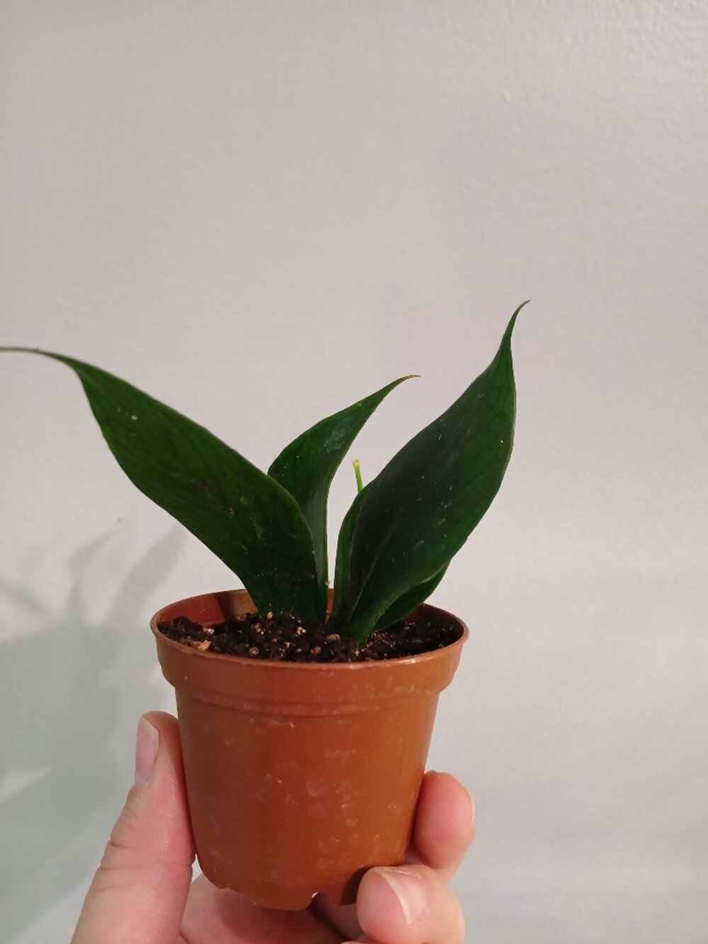 Hoya Polyneura